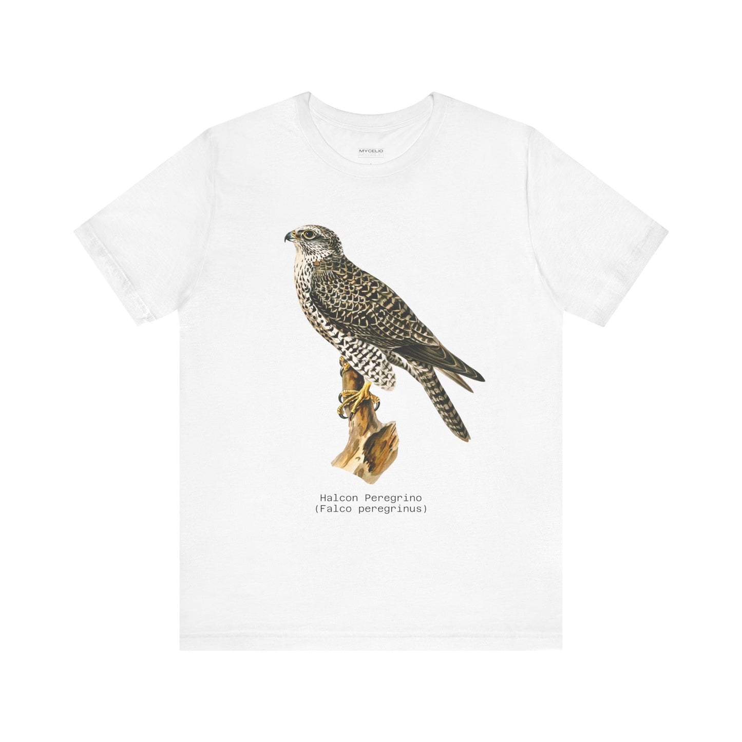 Peregrine Falcon
