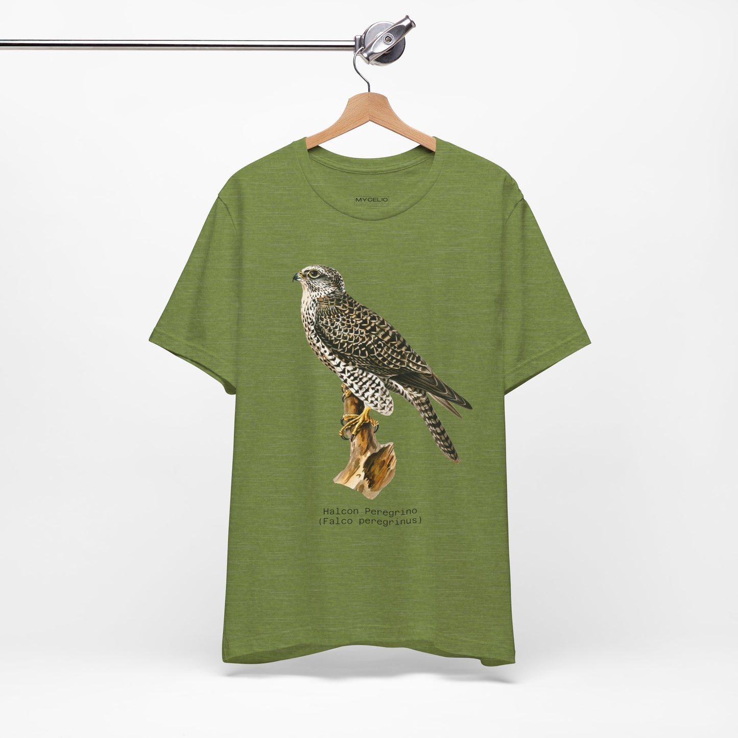 Peregrine Falcon