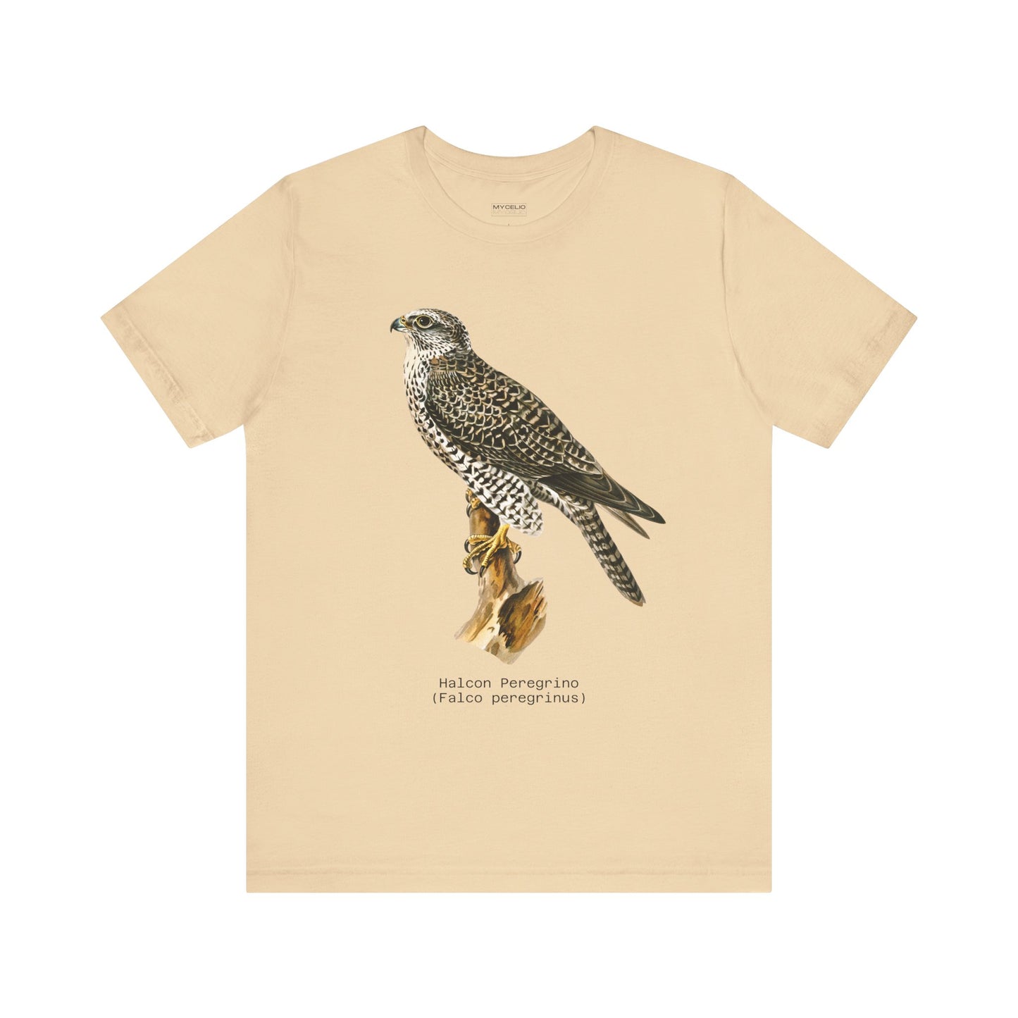 Peregrine Falcon