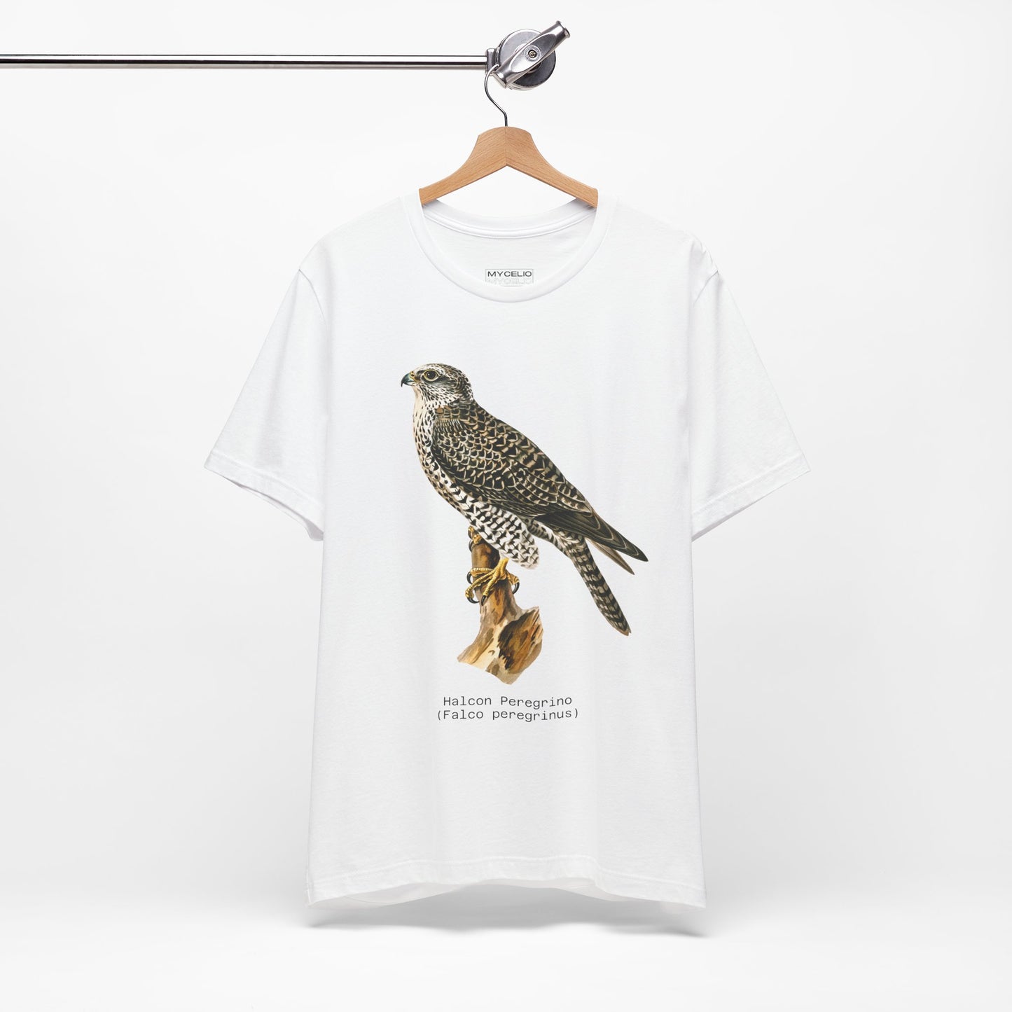 Peregrine Falcon