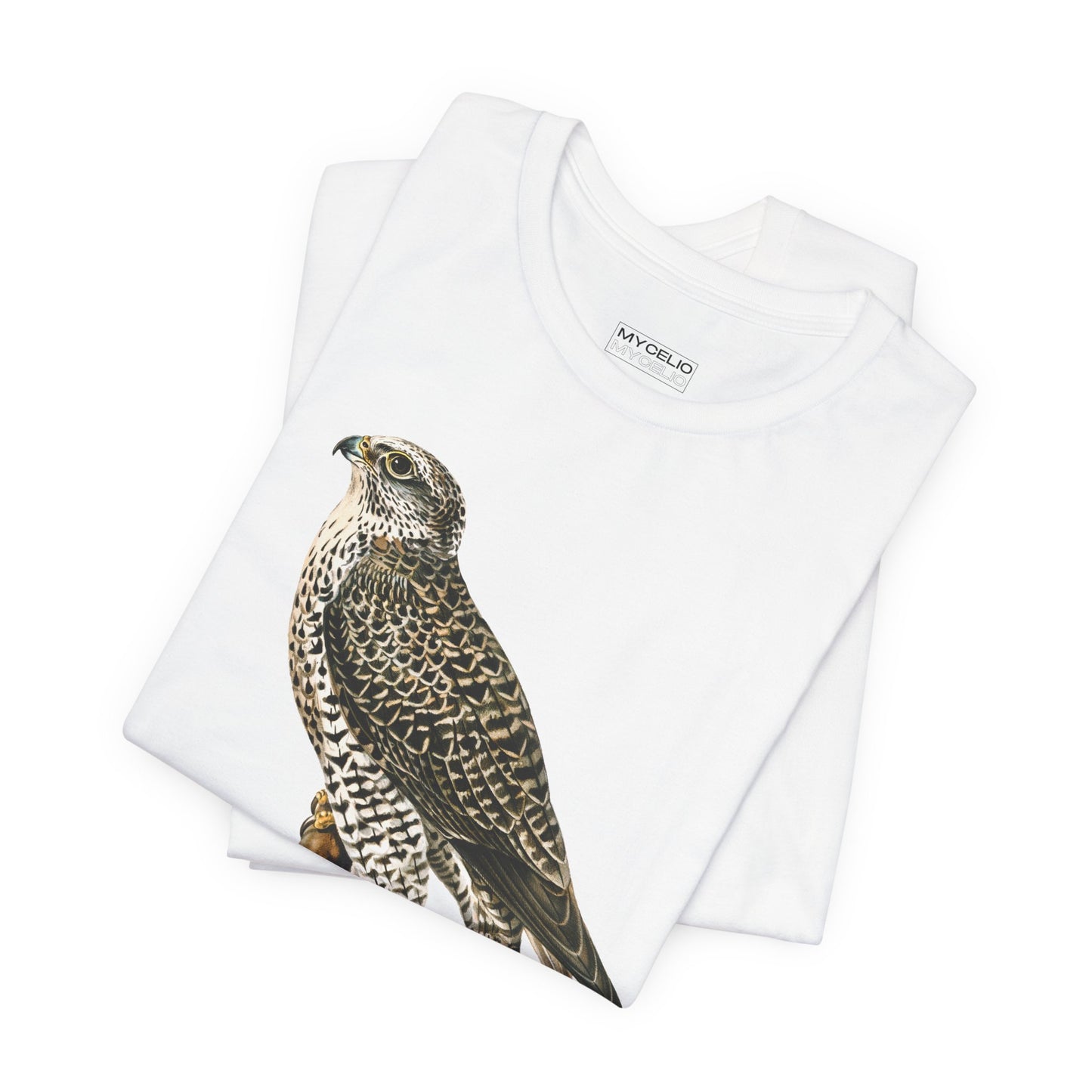 Peregrine Falcon