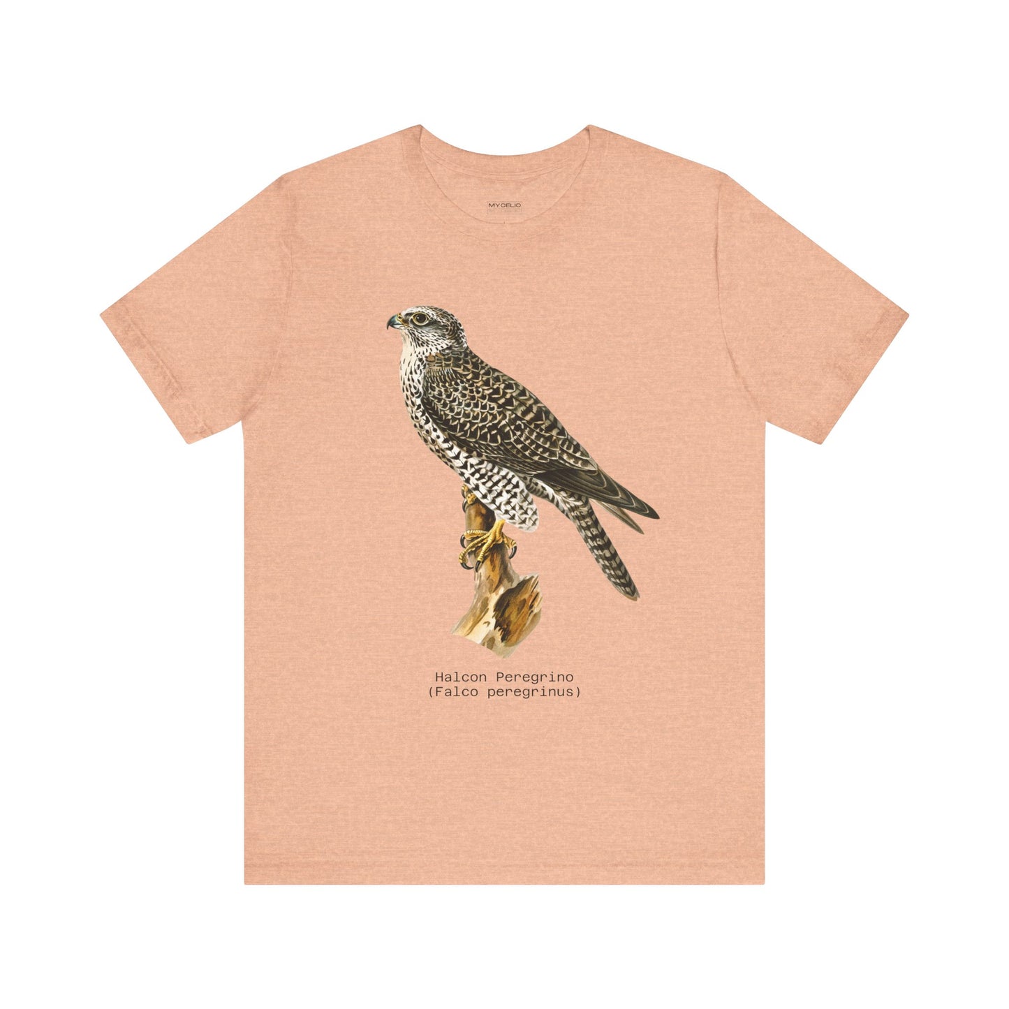 Peregrine Falcon