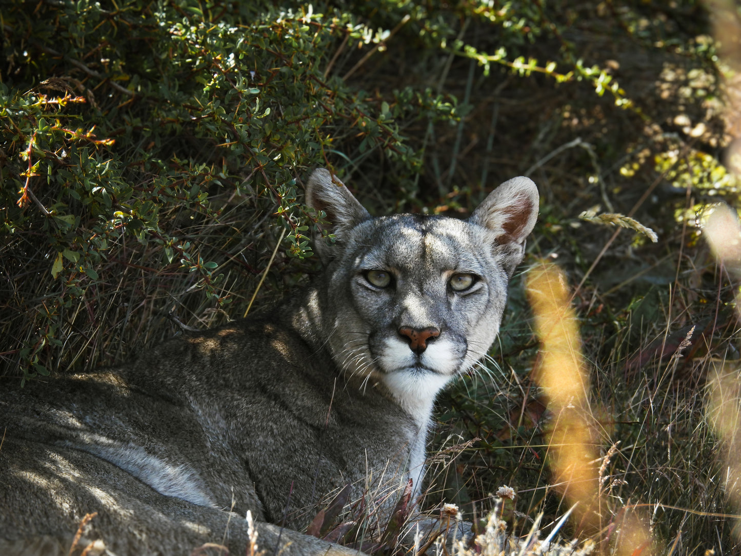 Ghost of Patagonia – Puma (Puma concolor)
