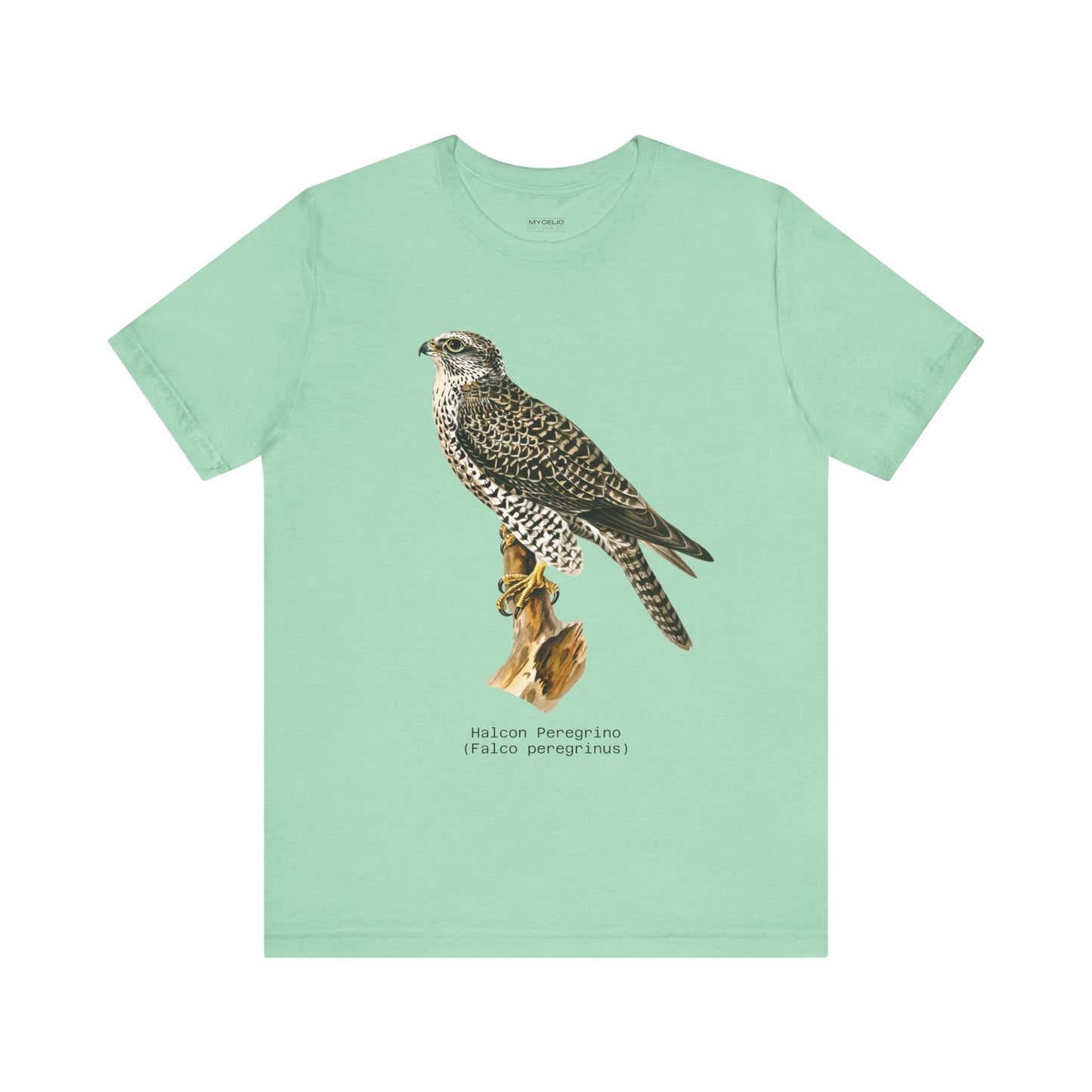 Peregrine Falcon
