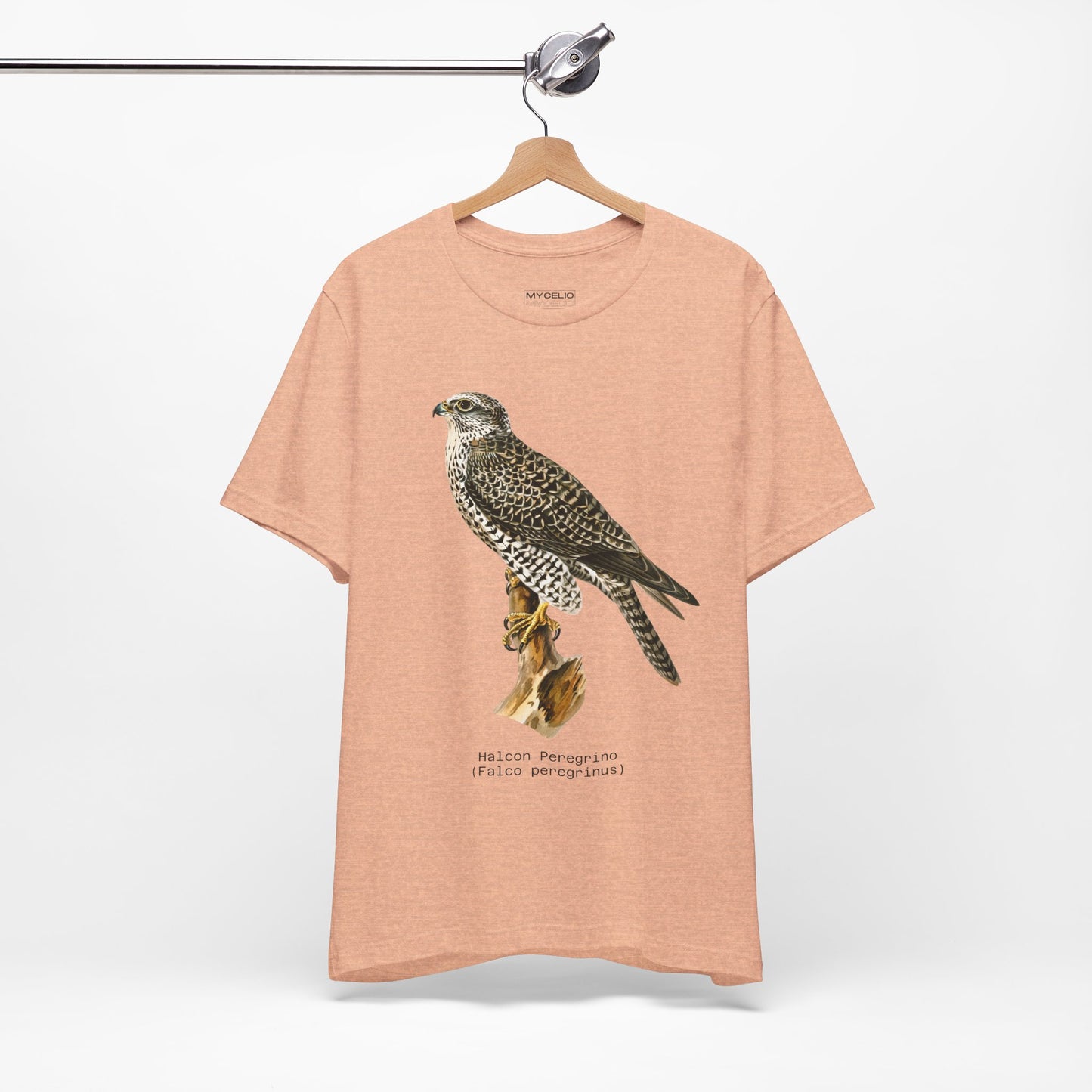 Peregrine Falcon