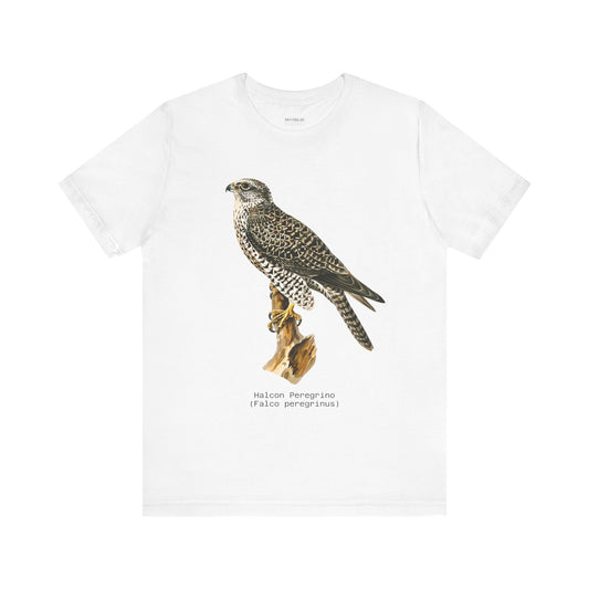 Peregrine Falcon