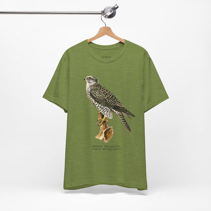 Peregrine Falcon