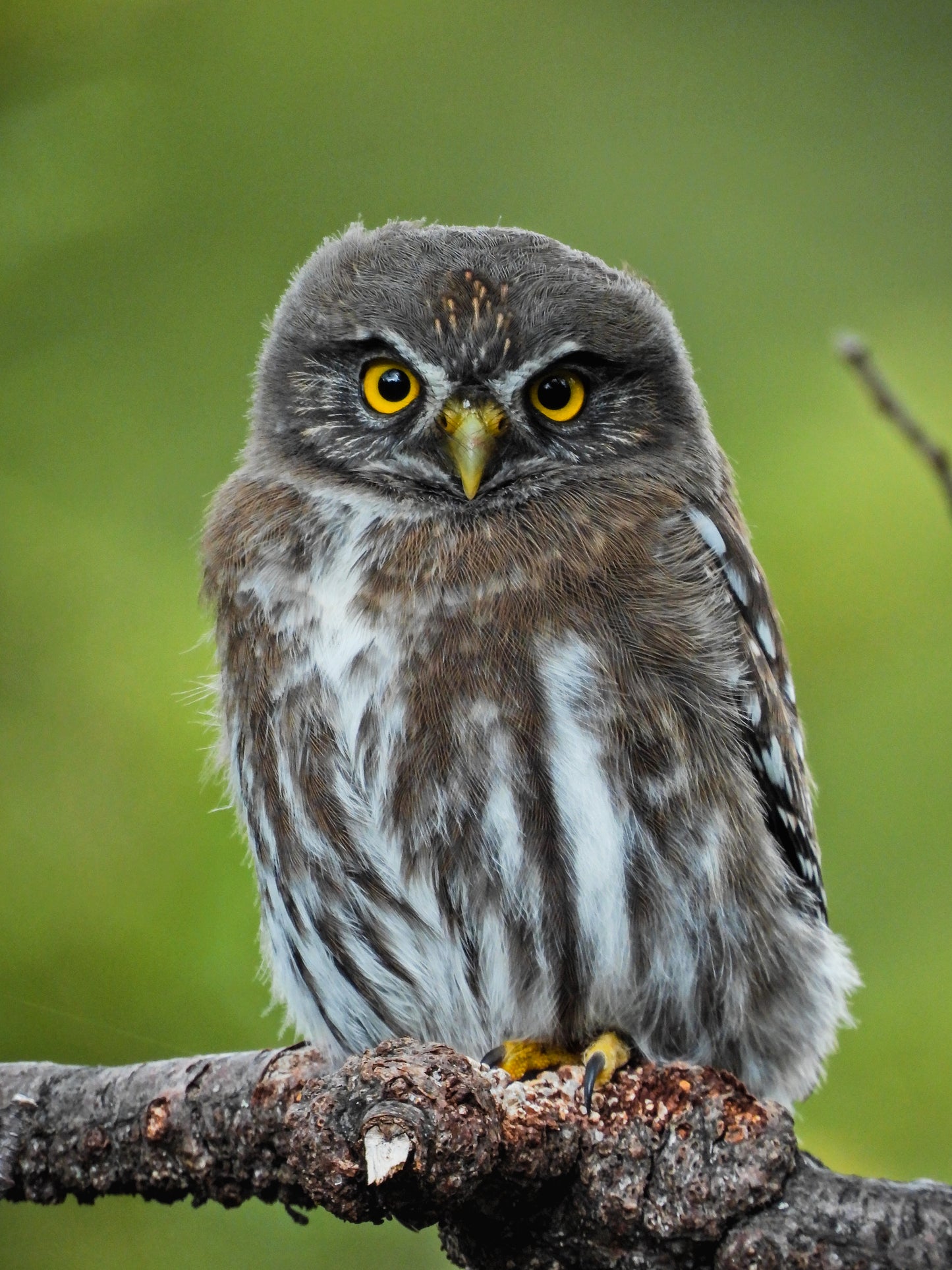 Chuncho (Glaucidium nana)