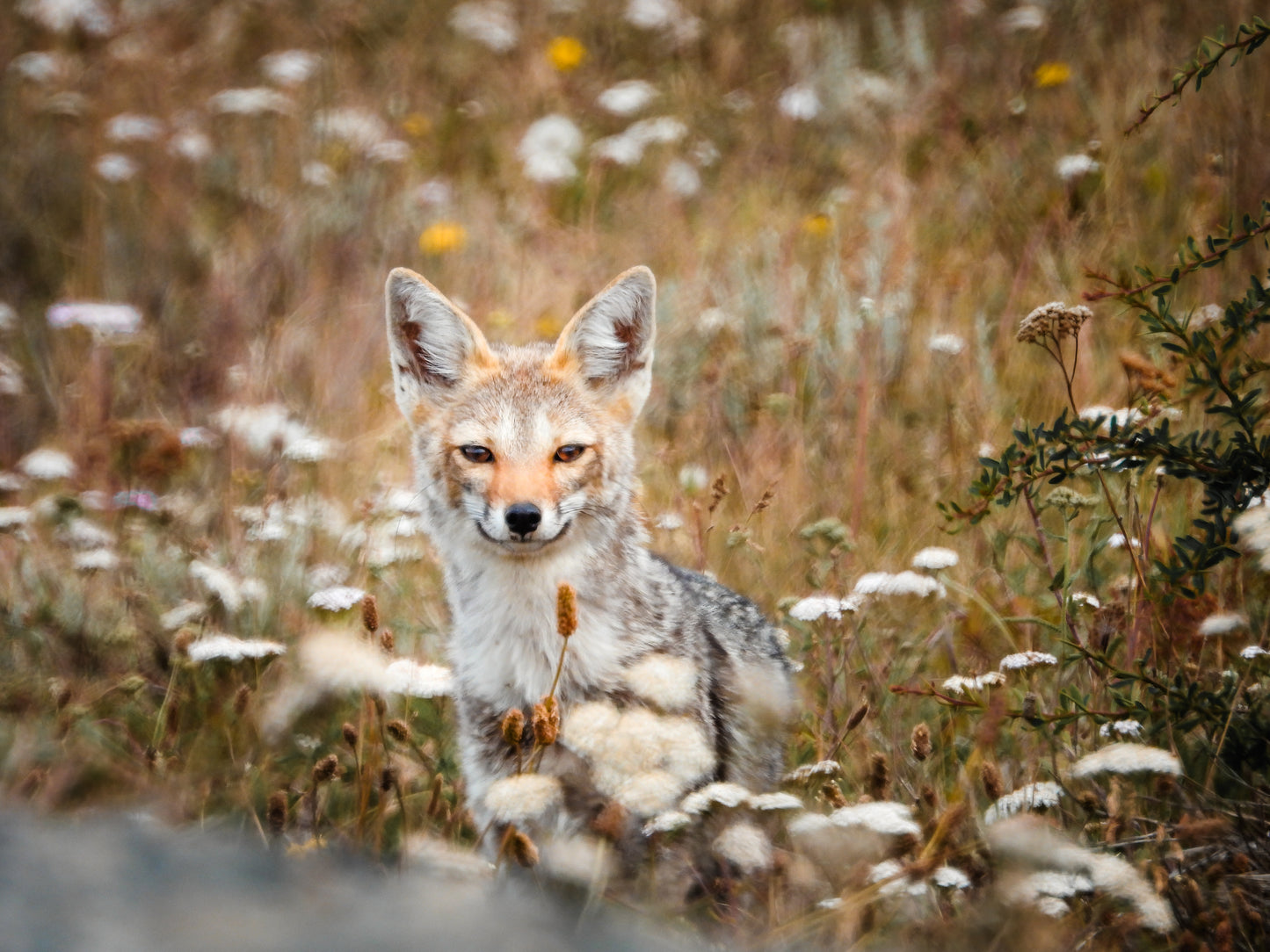 Patagonian Fox - (Lycalopex griseus)