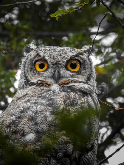 Tucuquere (Bubo magellanicus)