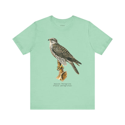 Peregrine Falcon